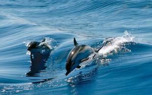 Thumbnail for Gibraltar Dolphin Cruise from Malaga