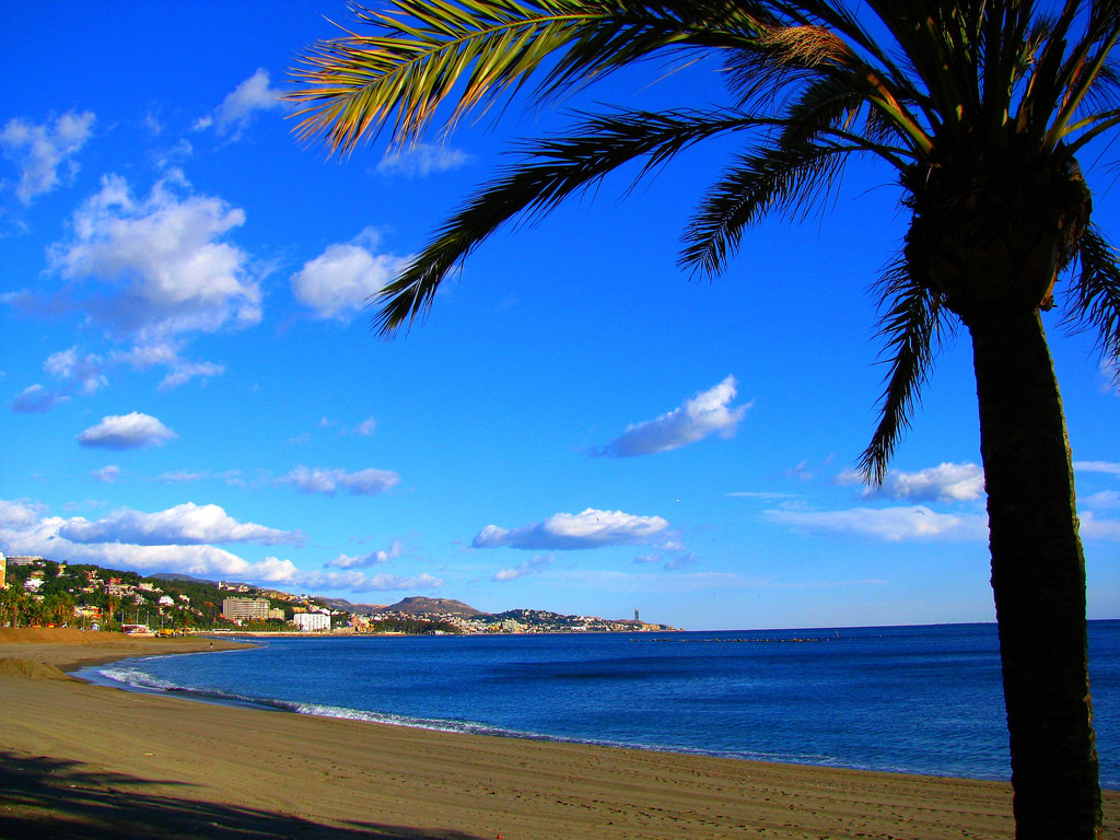 Palm Tree on the Mediterranean