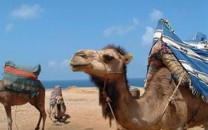 Thumbnail for Full-day Family-friendly Tangier, Morocco Tour