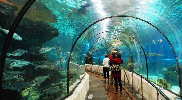 Tunnel aquarium