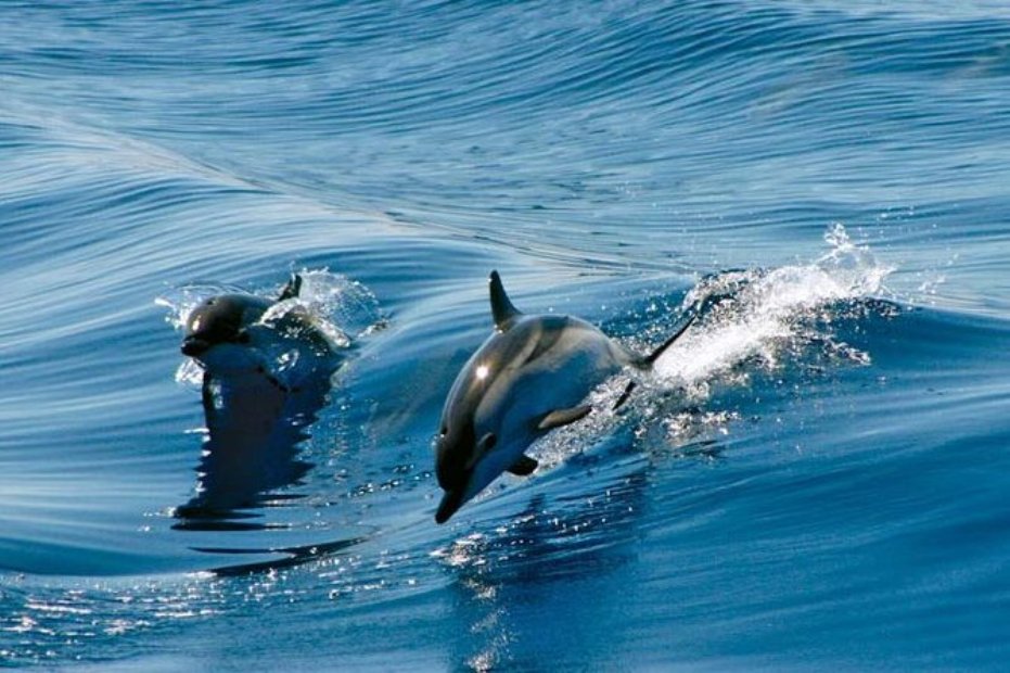 Gibraltar-Dolphin