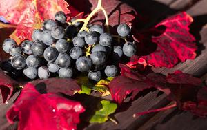 Thumbnail for Winery Tour with Wine Tasting and Tapas in Ronda, Malaga