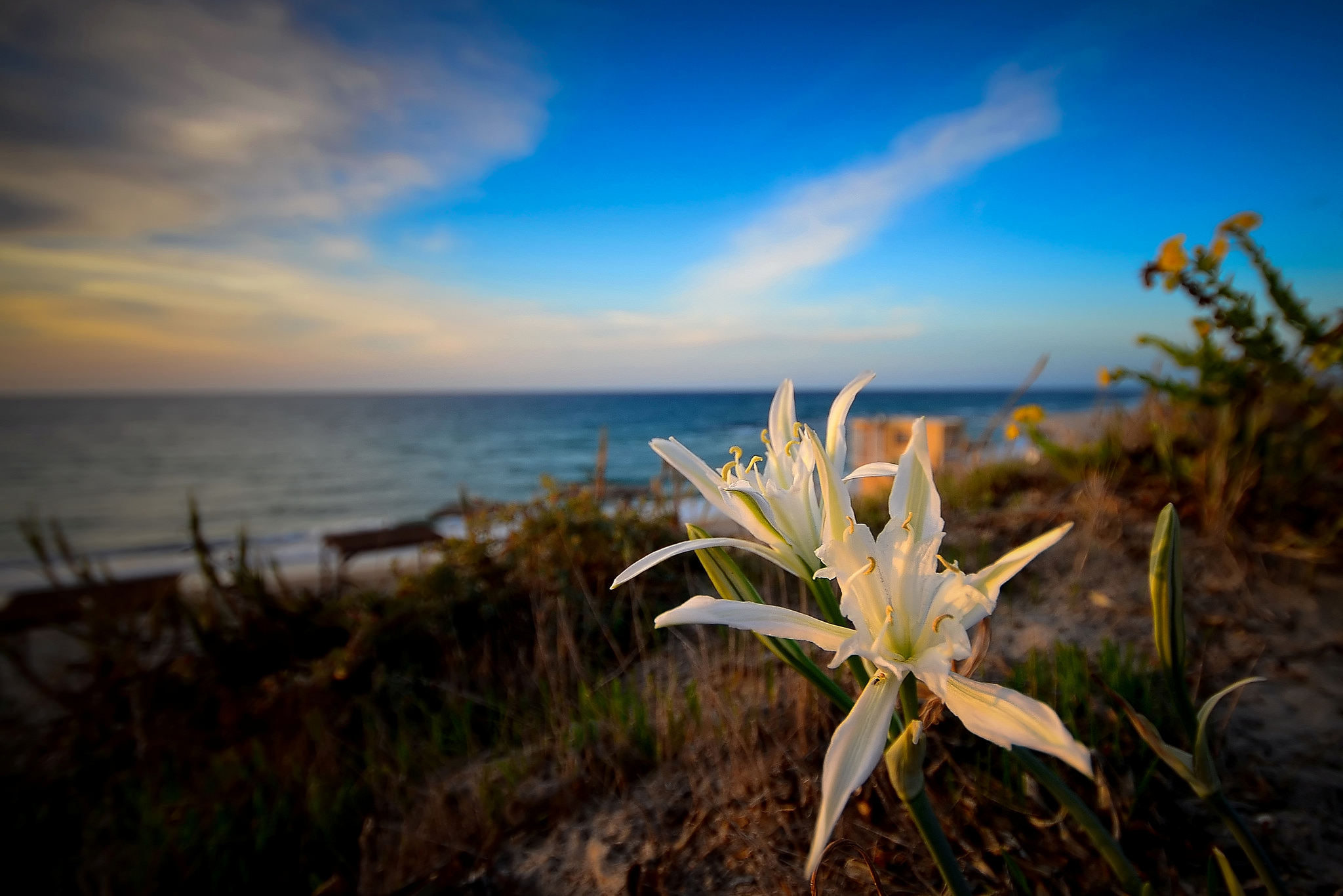 Sea Daffodil