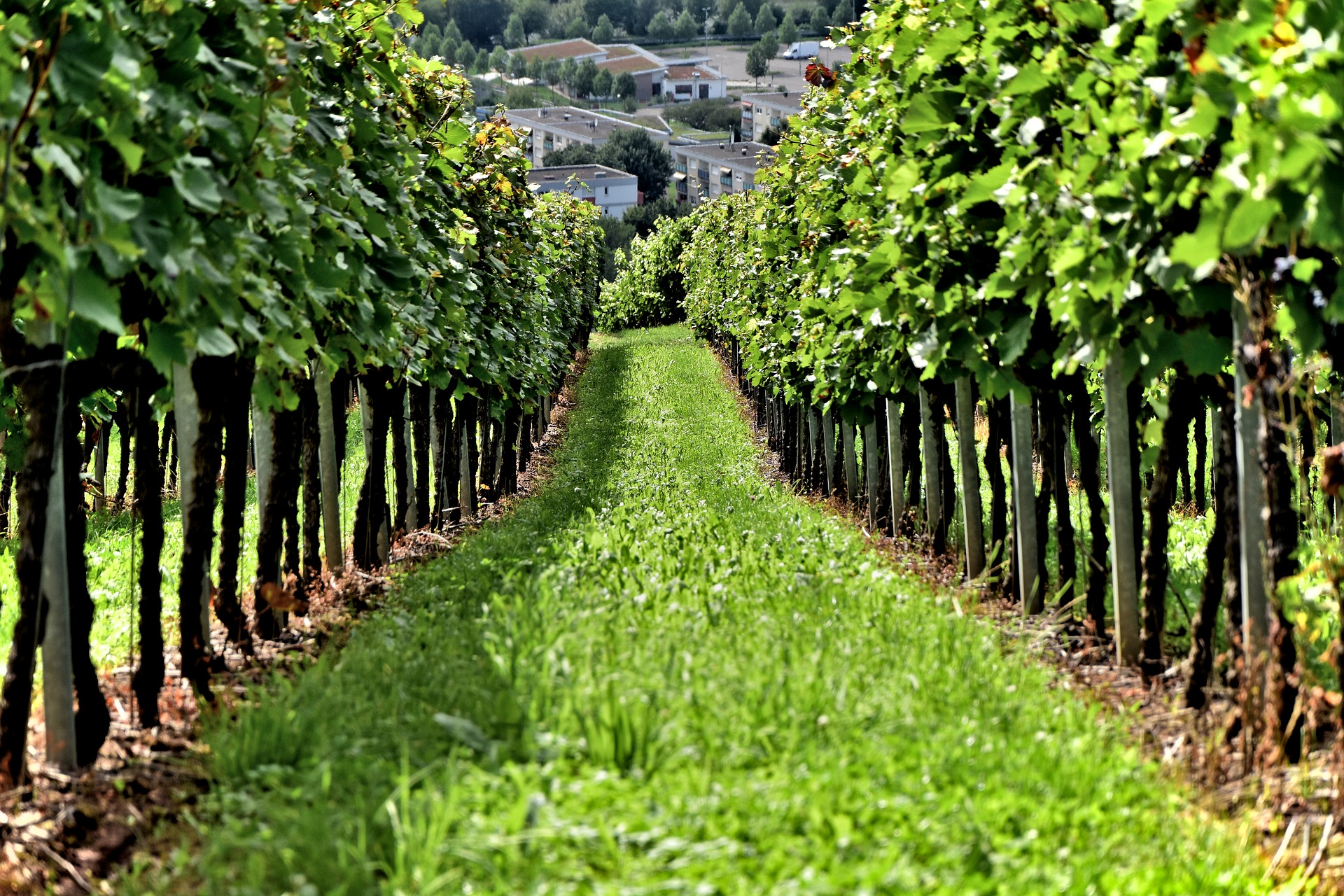 Grape Farm