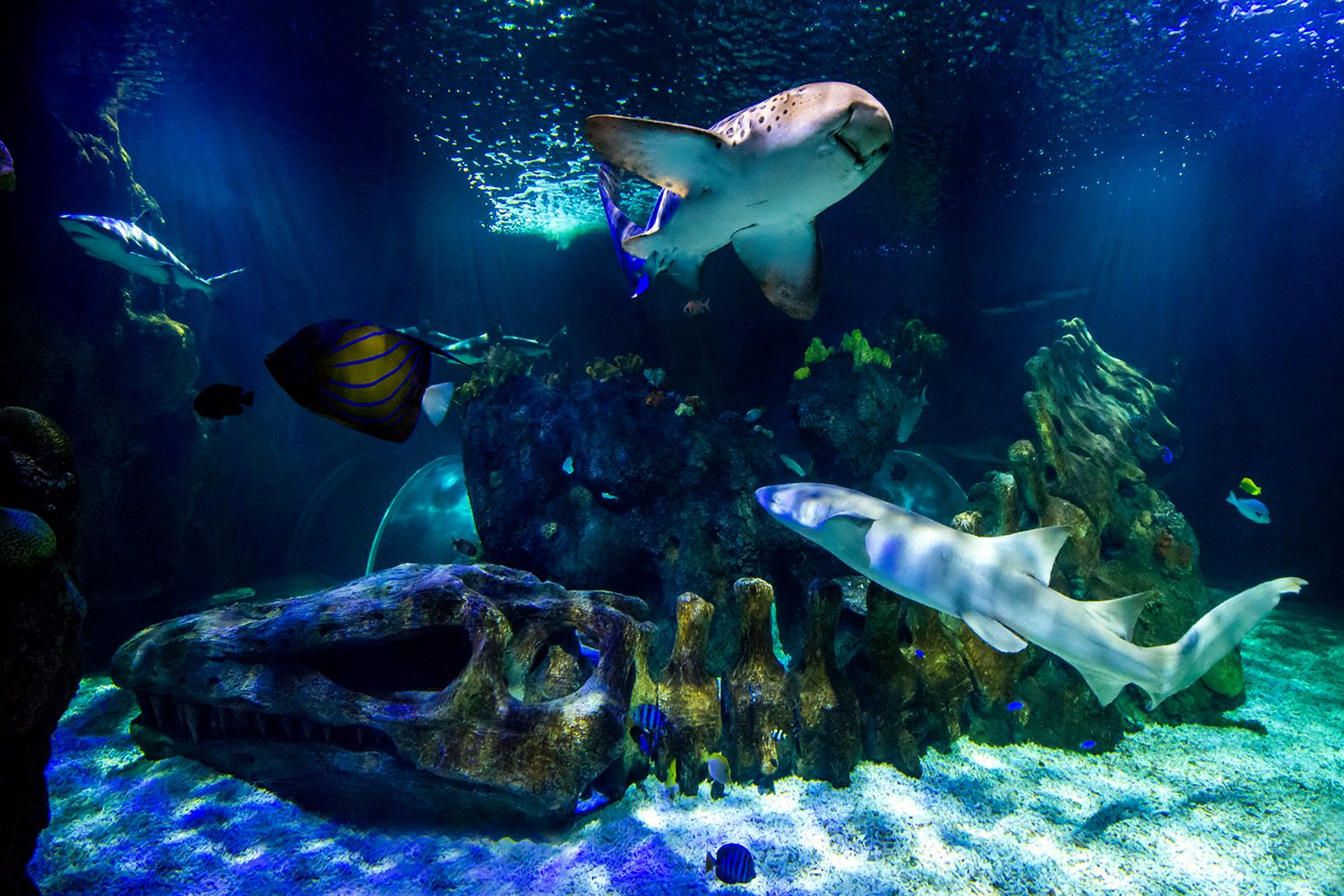 Sea Life Benalmádena