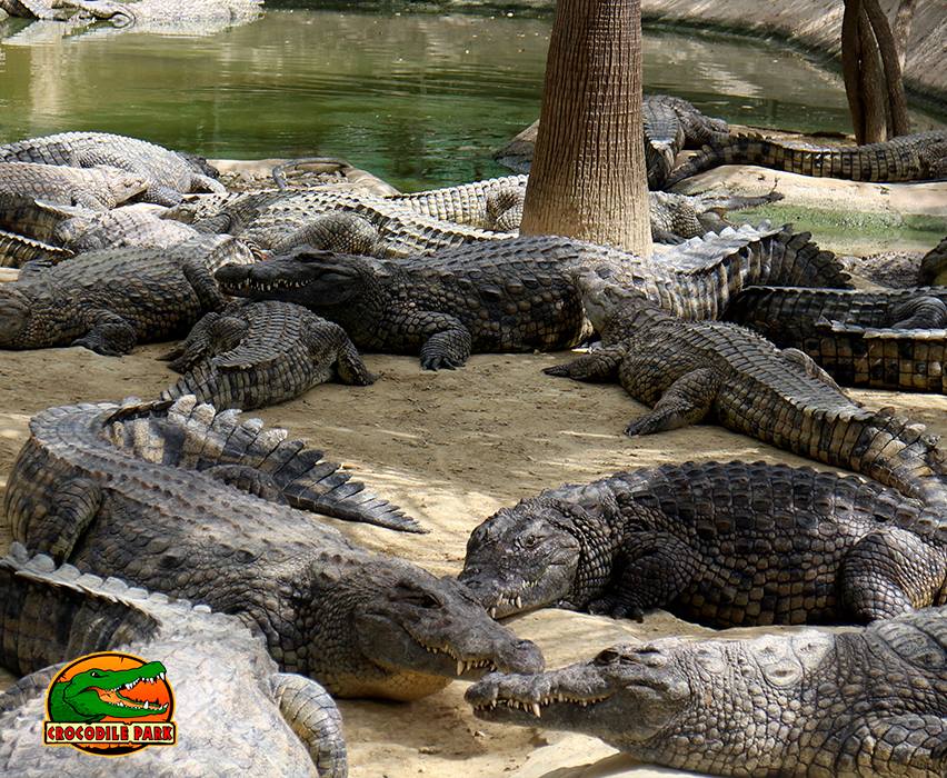 Crocodile Park