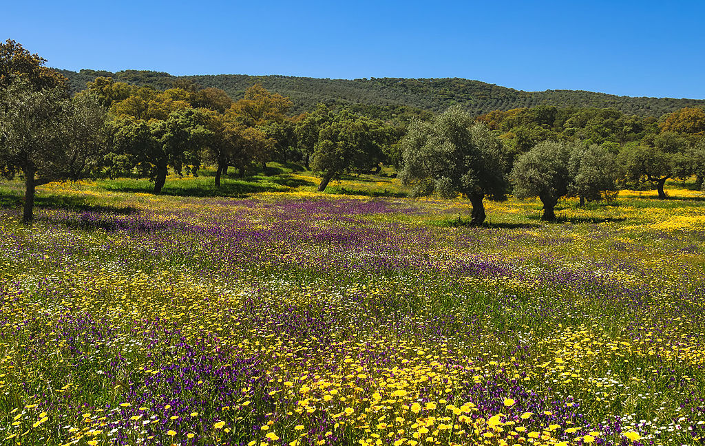 Spring in Spain