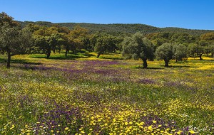 Thumbnail for Top Reasons to enjoy Spring in Malaga