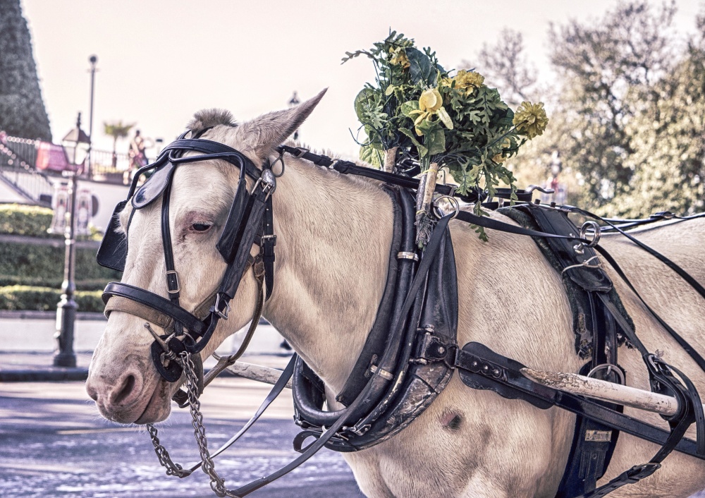 horse carriage