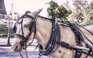 Thumbnail for Spend a Day with Majestic Horses in Malaga