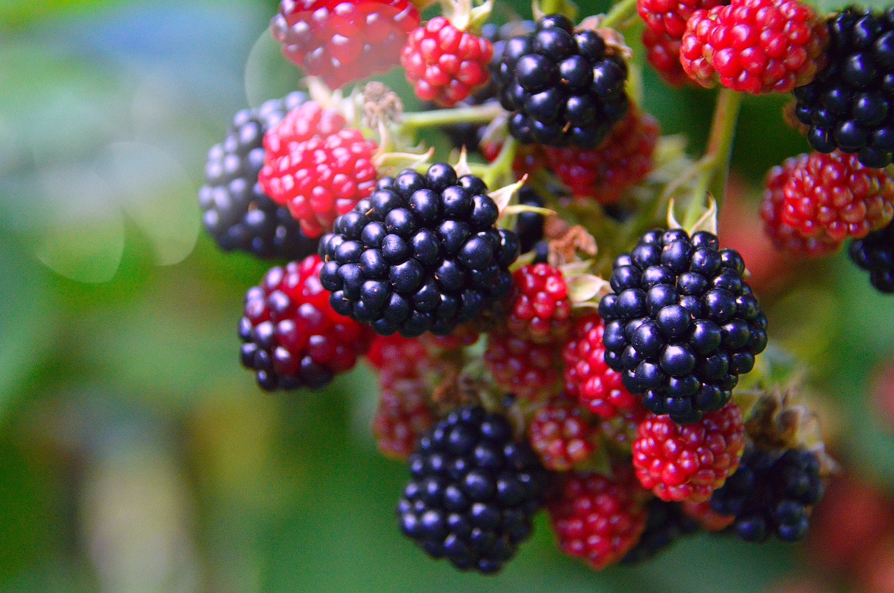 blackberries