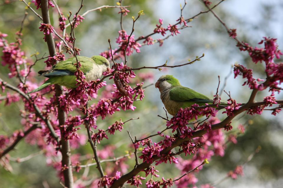 Monk Parakeets