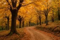 Thumbnail for Chestnut Season in the Genal Valley: An Autumn Day Trip from Málaga to Parauta, Igualeja and Pujerra